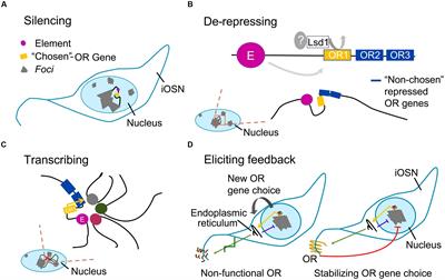 Regulatory Features for Odorant Receptor Genes in the Mouse Genome